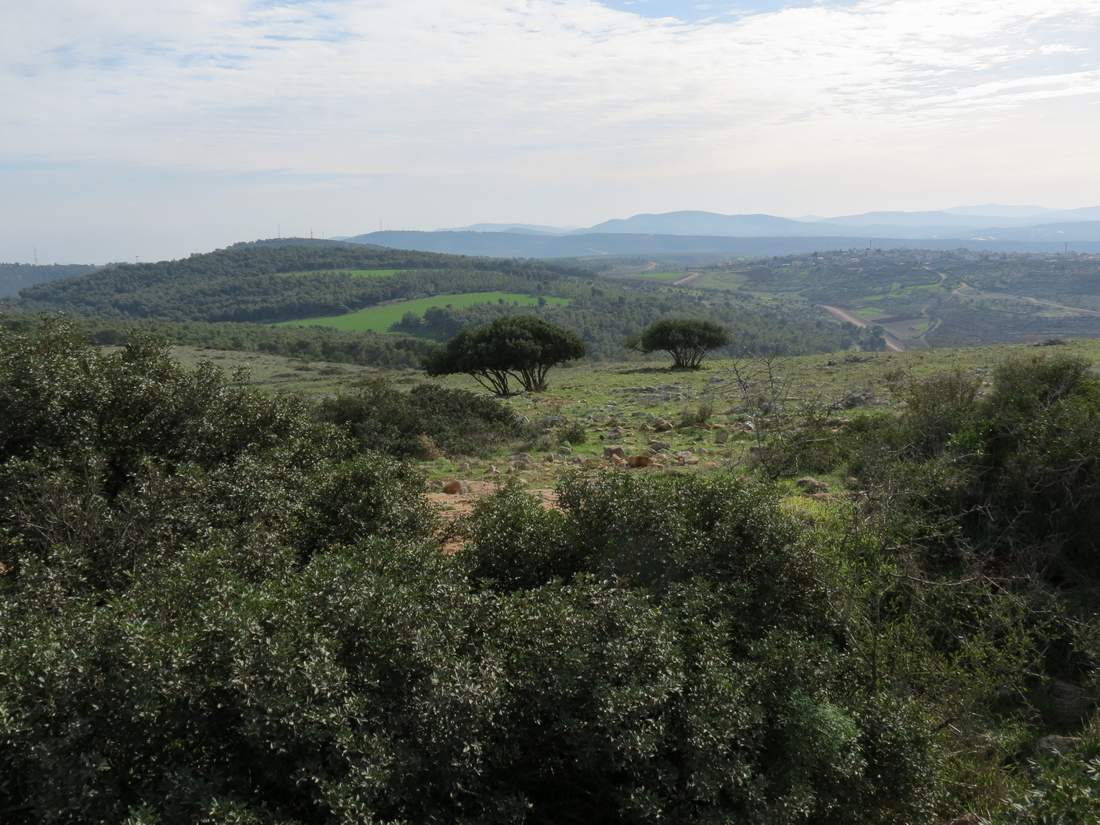 Горы Гильбоа, image of landscape/habitat.