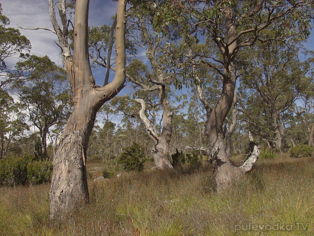 Крэдл Маунтин, image of landscape/habitat.