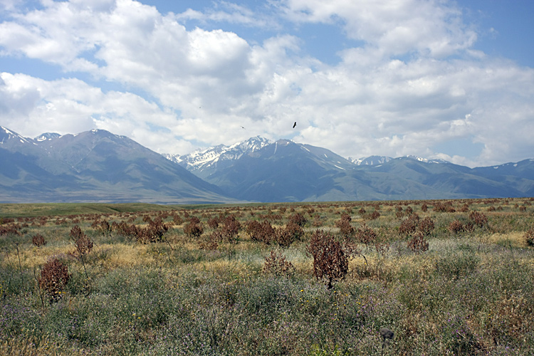 Подгорная степь, image of landscape/habitat.