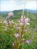 Гора Лысая-Новороссийская, image of landscape/habitat.