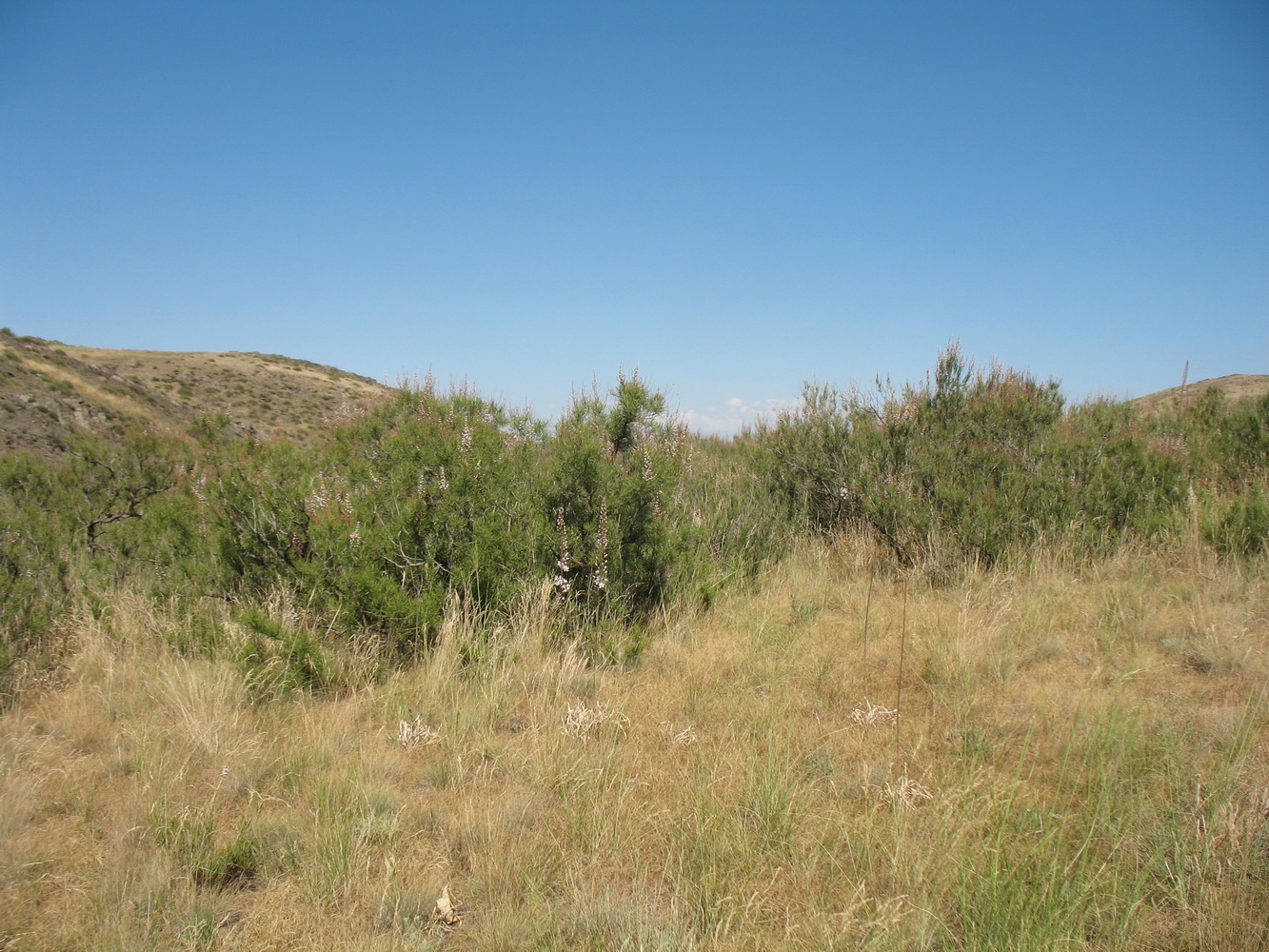 Перевал Куюк, image of landscape/habitat.