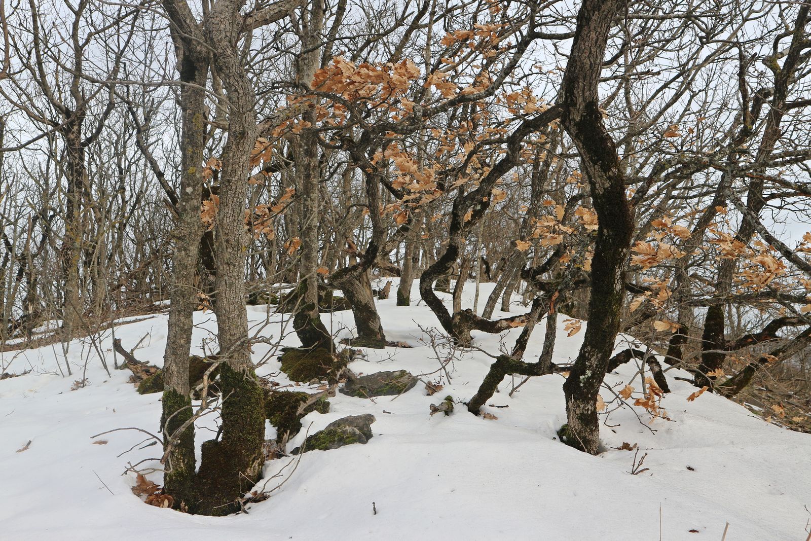 Сахарная Голова, image of landscape/habitat.