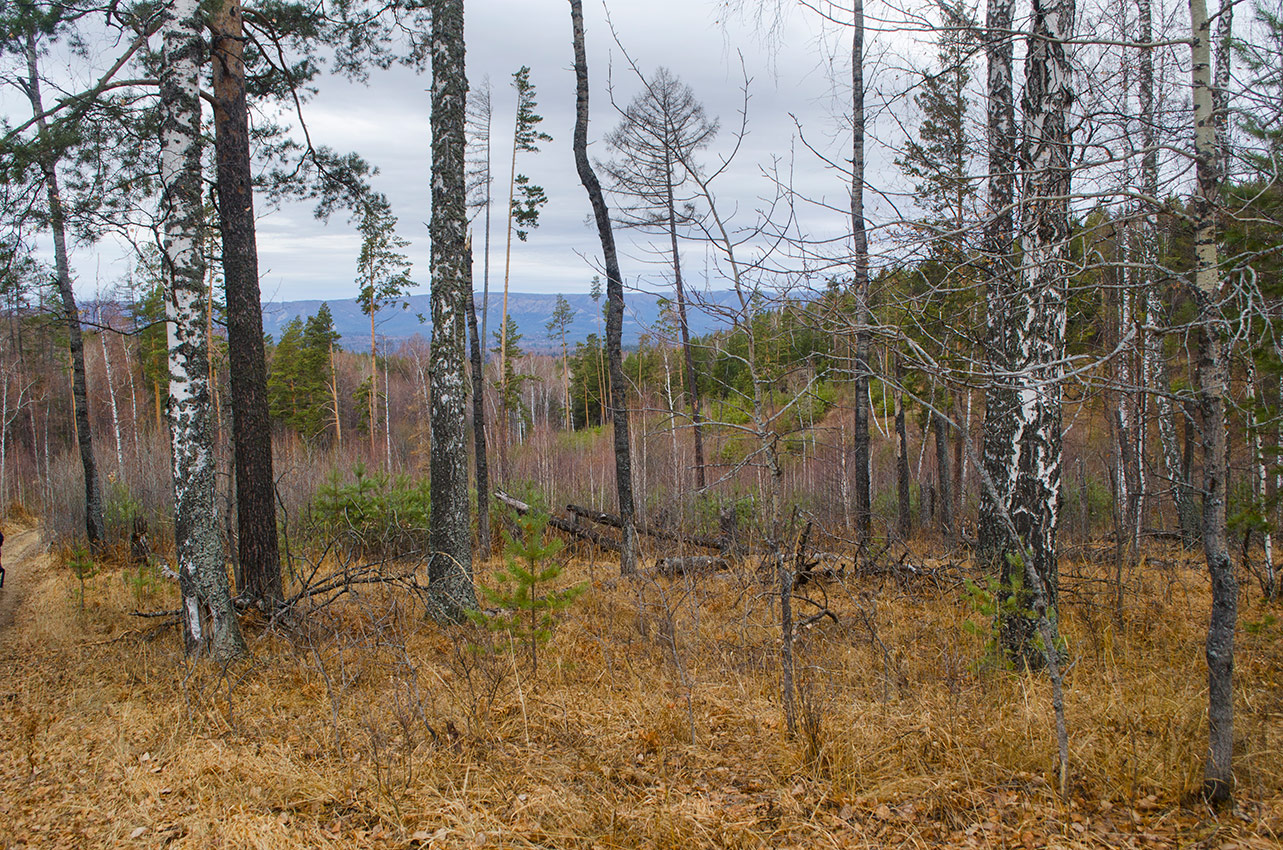 Гора Куксапкан, image of landscape/habitat.