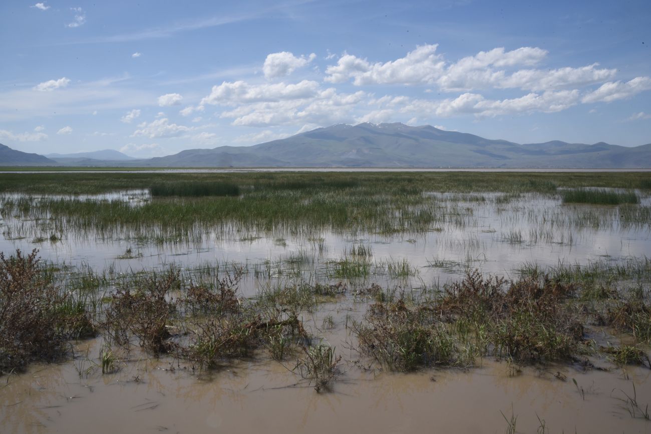 Озеро Шейхли, image of landscape/habitat.