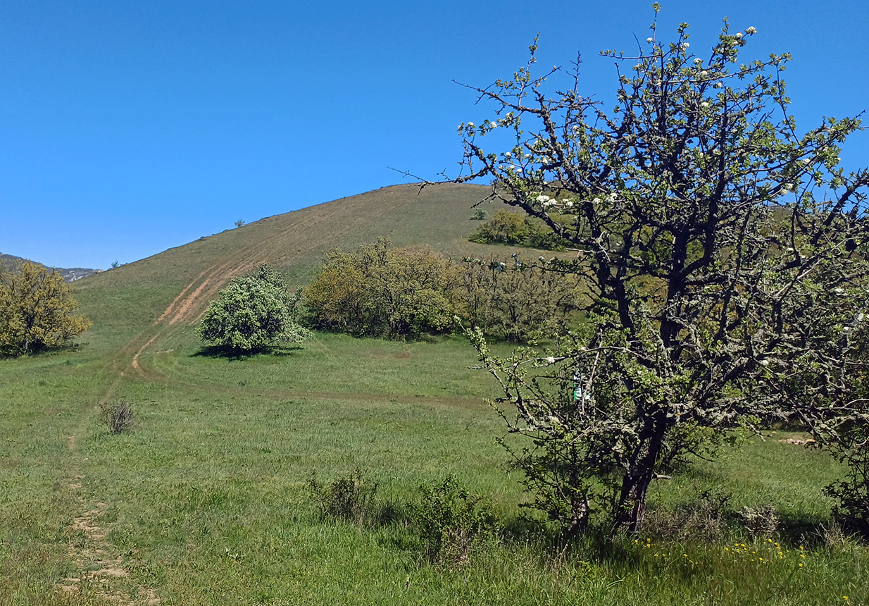 Хребет Токлук-Сырт, изображение ландшафта.