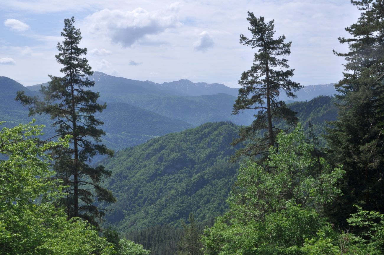 Нац. парк "Боржоми-Харагаули", image of landscape/habitat.