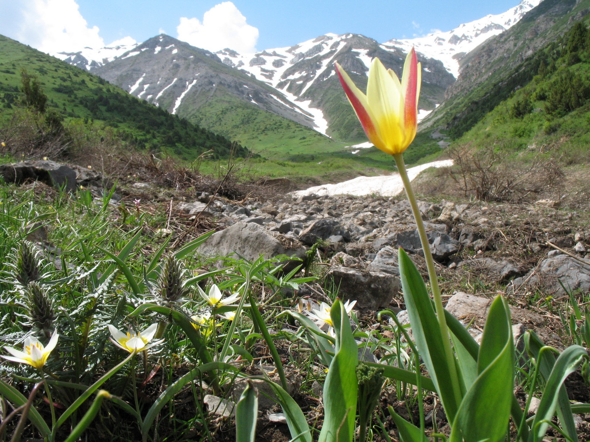 Урочище Улькен-Каинды, image of landscape/habitat.