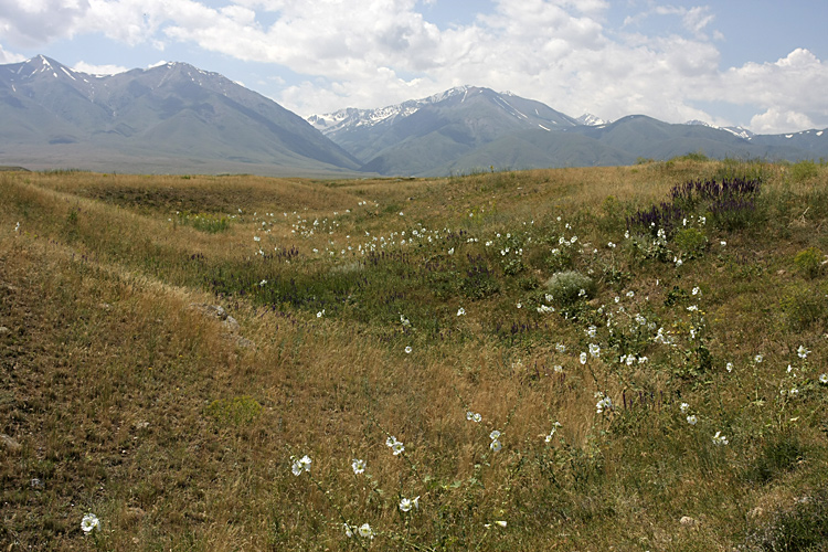 Подгорная степь, image of landscape/habitat.