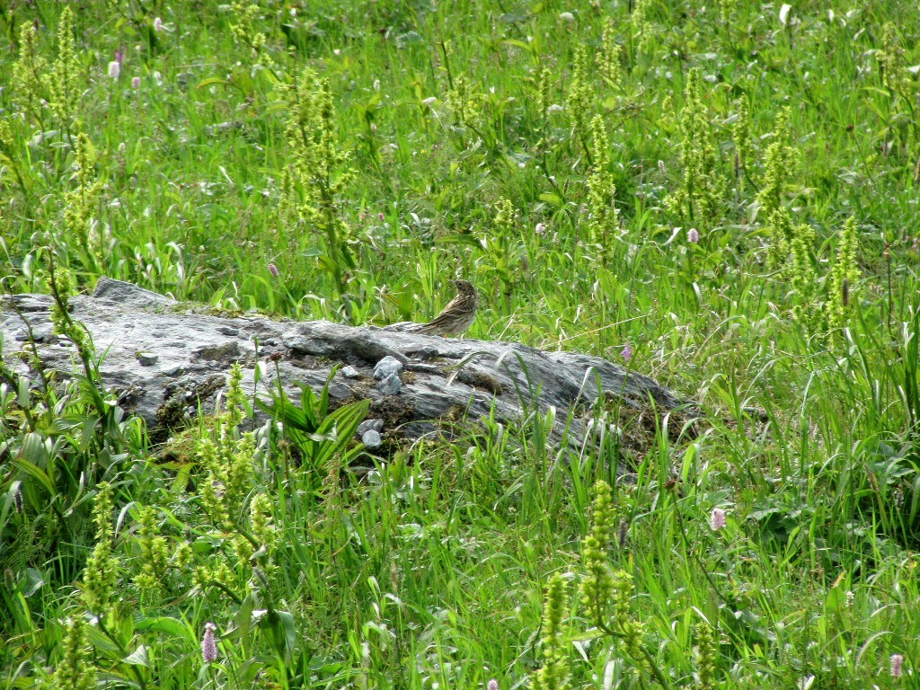 Хадата-Юган-Лор, image of landscape/habitat.