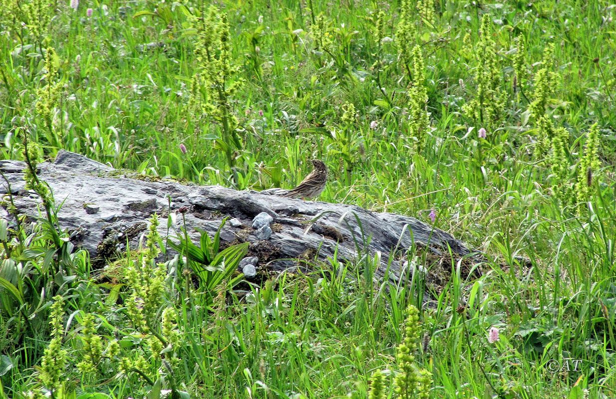 Хадата-Юган-Лор, image of landscape/habitat.