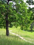 Новоград-Волынский, image of landscape/habitat.