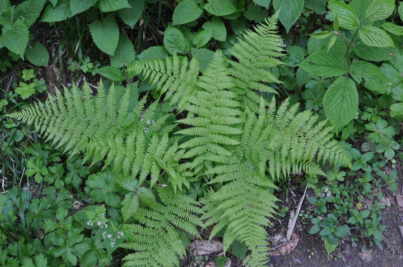 Нац. парк "Боржоми-Харагаули", image of landscape/habitat.