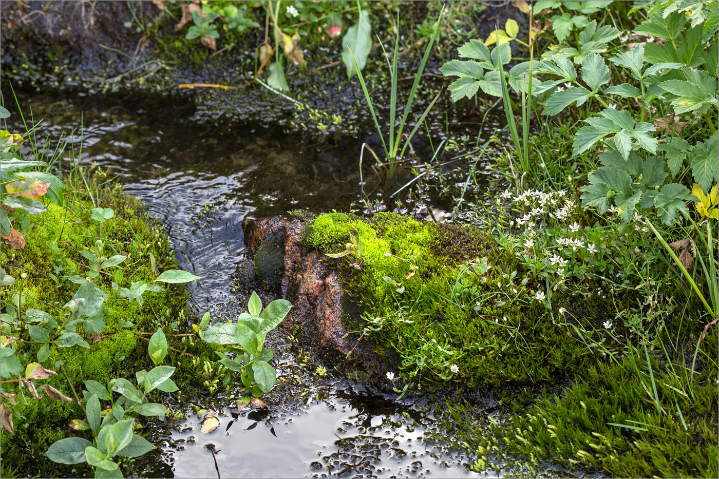 Плохие Чевры, image of landscape/habitat.