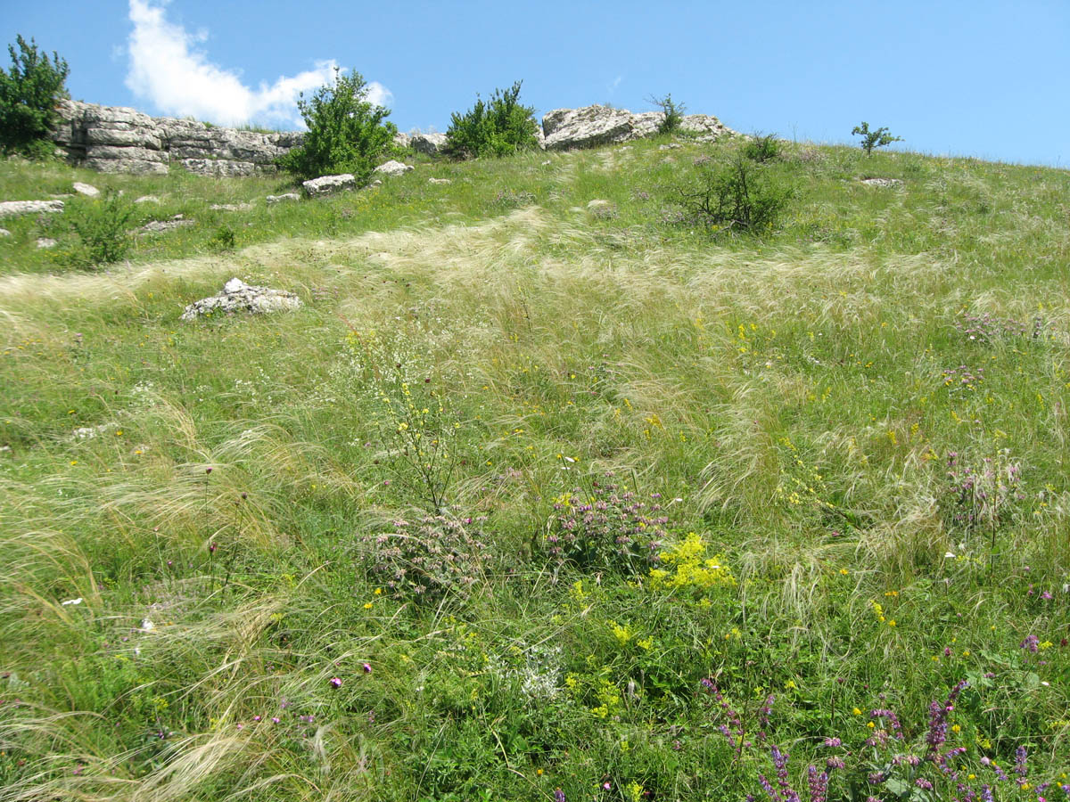 Долгоруковская яйла, image of landscape/habitat.