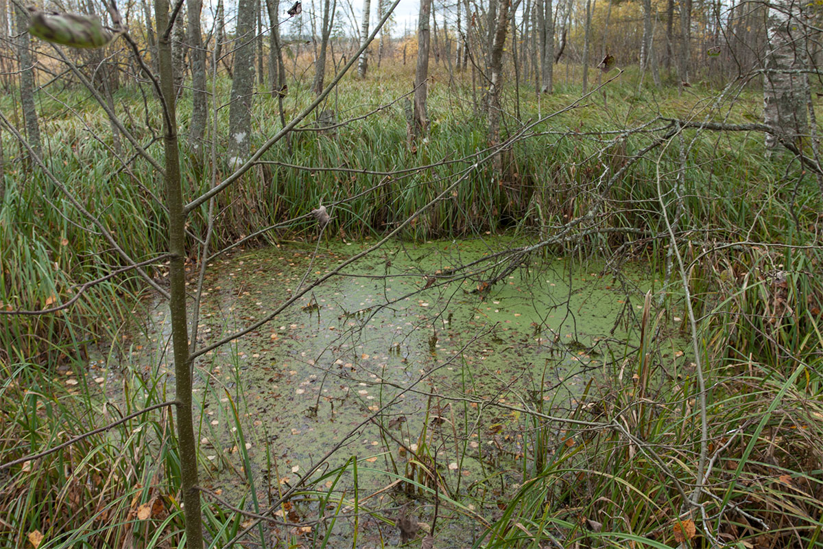 Верховья Оредежа, image of landscape/habitat.