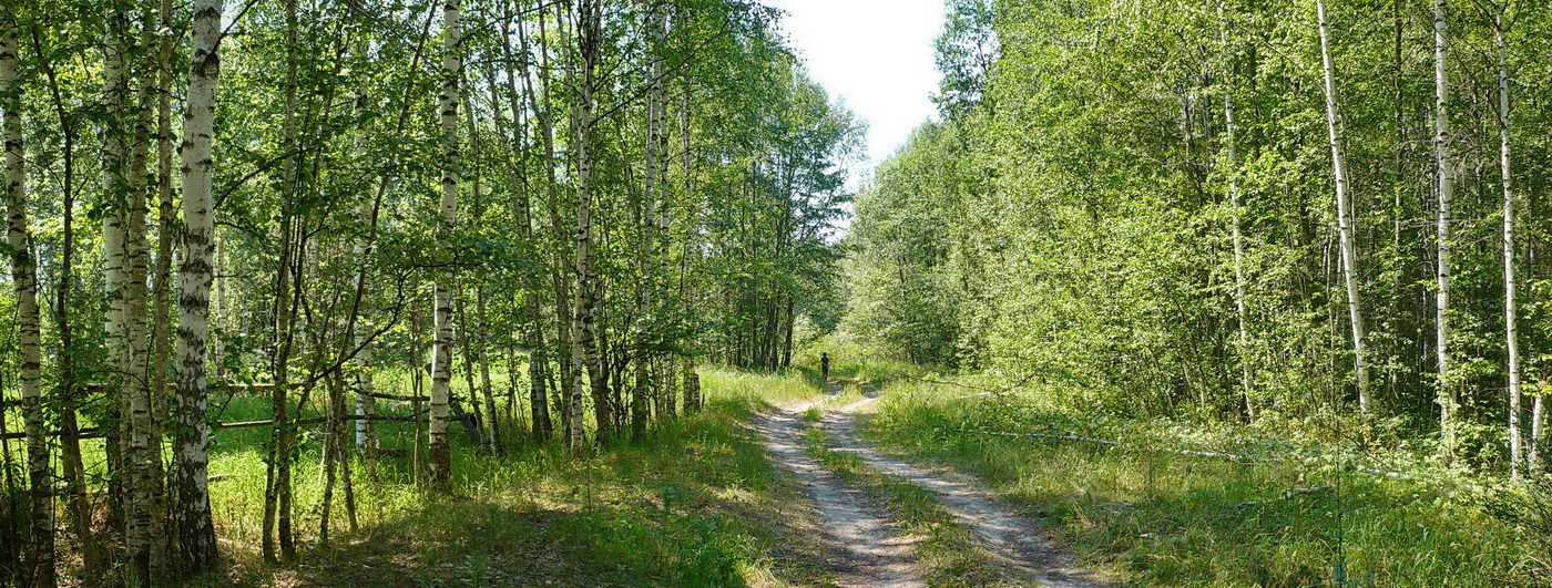 Урочище Торф, image of landscape/habitat.