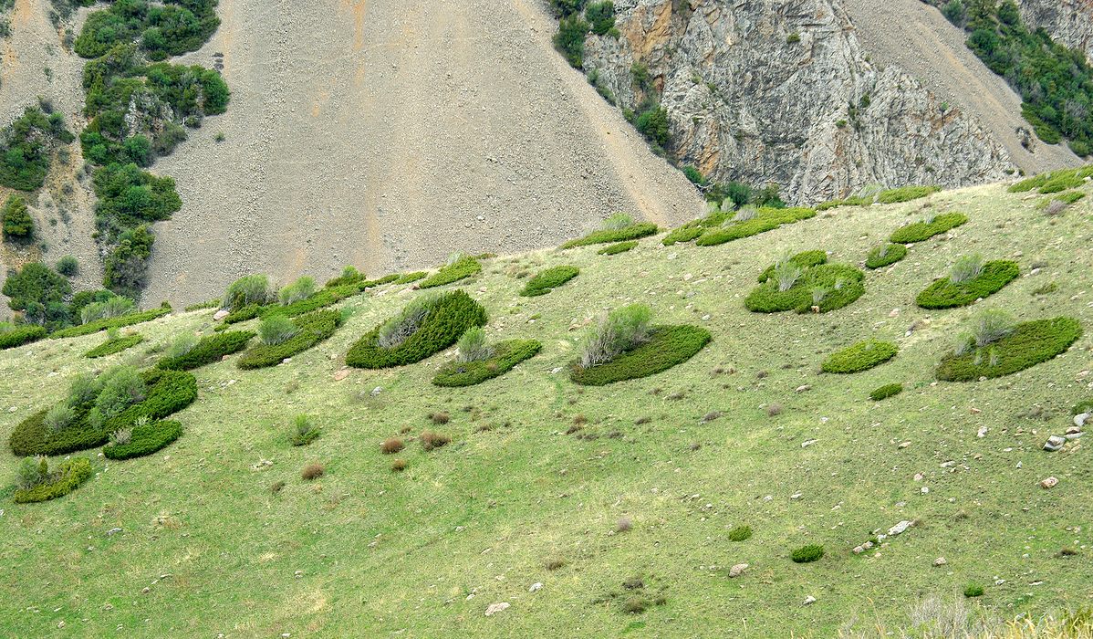 Сазаната, image of landscape/habitat.