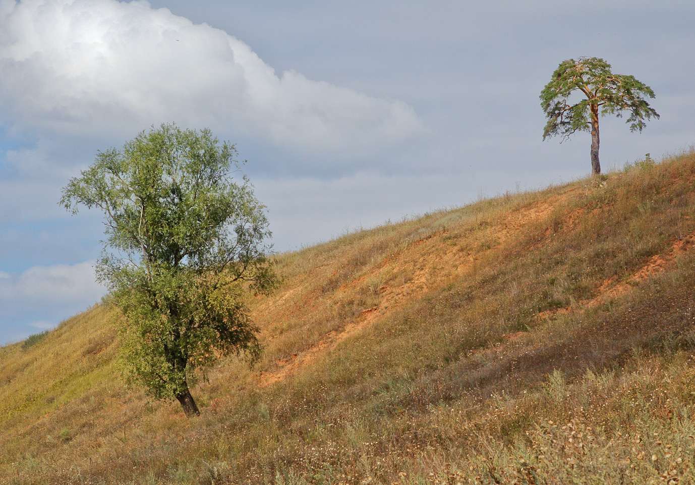 Окрестности села Красный Бор, image of landscape/habitat.