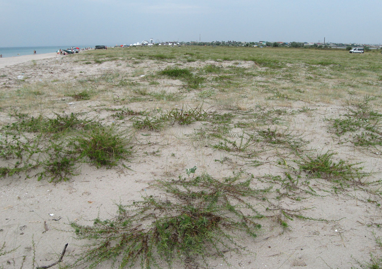 Коса Ойбурского озера, image of landscape/habitat.