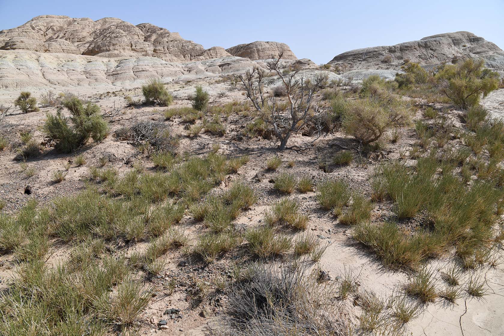 Горы Улькен-Богуты, image of landscape/habitat.