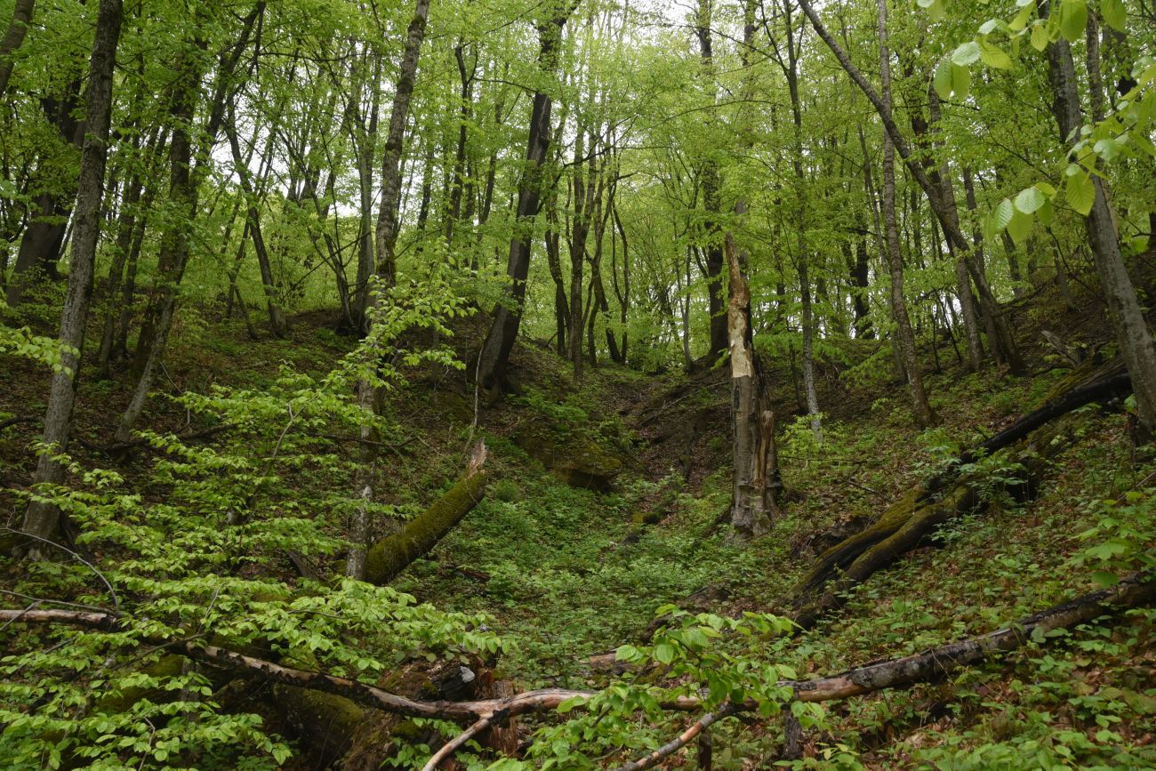 Гора Острах, изображение ландшафта.