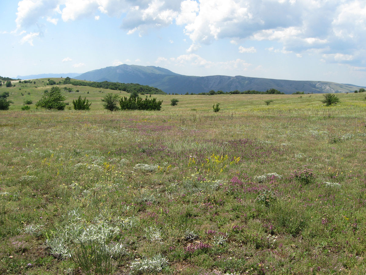 Долгоруковская яйла, image of landscape/habitat.