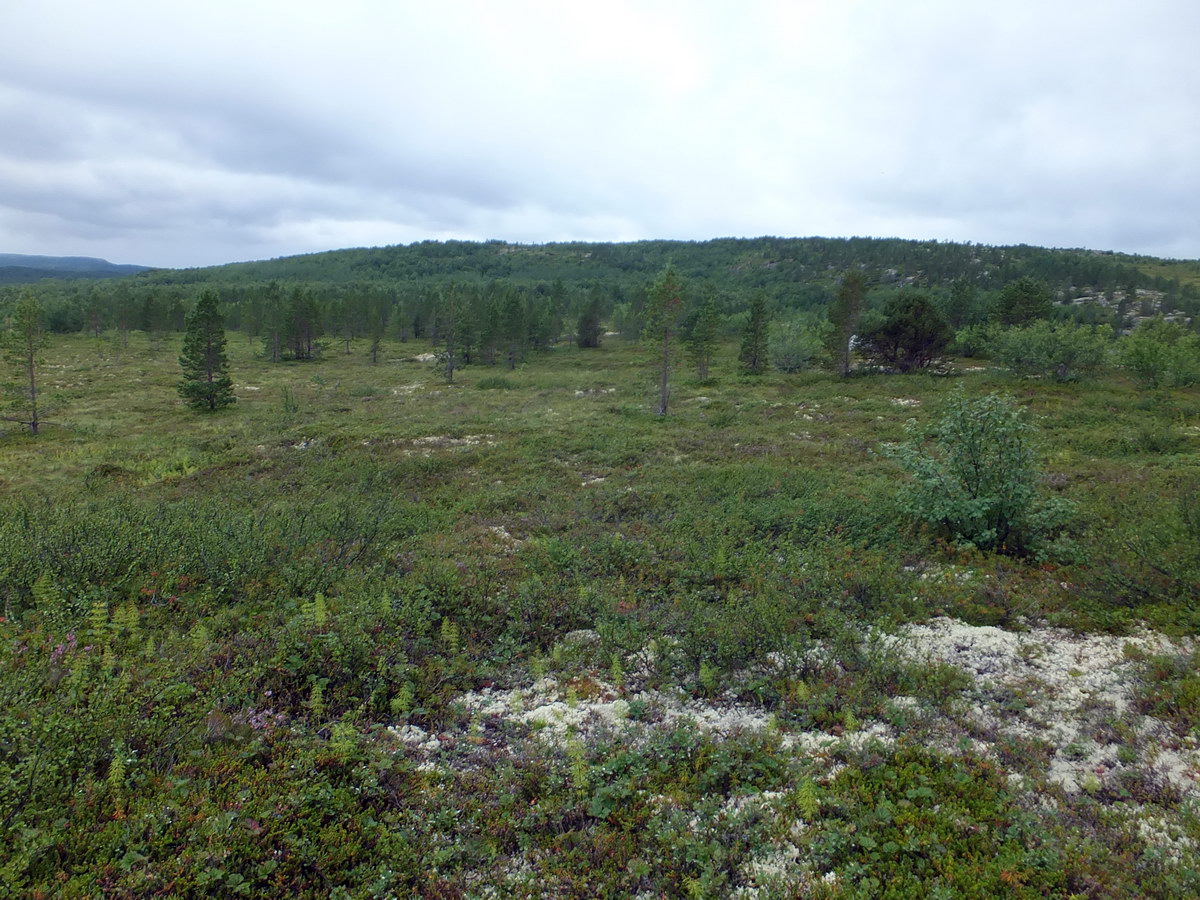 Окрестности посёлка Росляково, image of landscape/habitat.