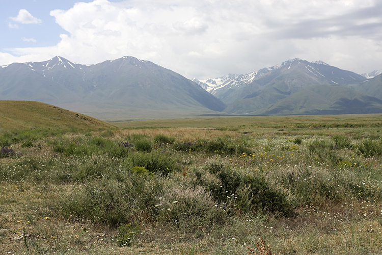 Подгорная степь, image of landscape/habitat.