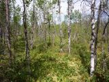 Image of landscape
