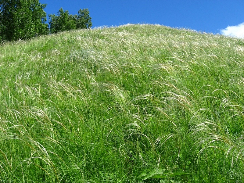 Окрестности Верхотомского, image of landscape/habitat.