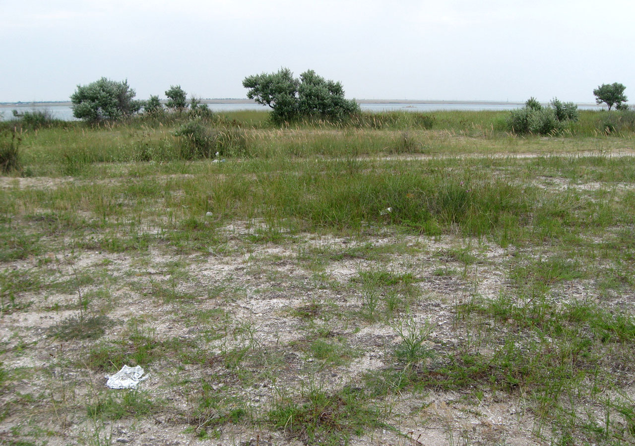 Коса Ойбурского озера, image of landscape/habitat.