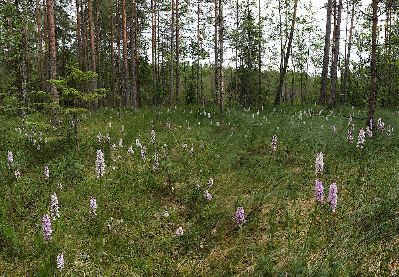 Окрестности Ихалы, image of landscape/habitat.