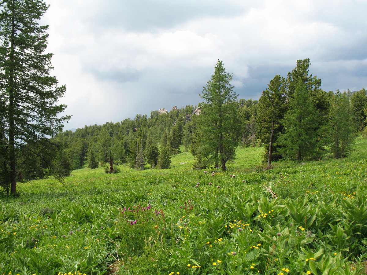 Линейский перевал, image of landscape/habitat.