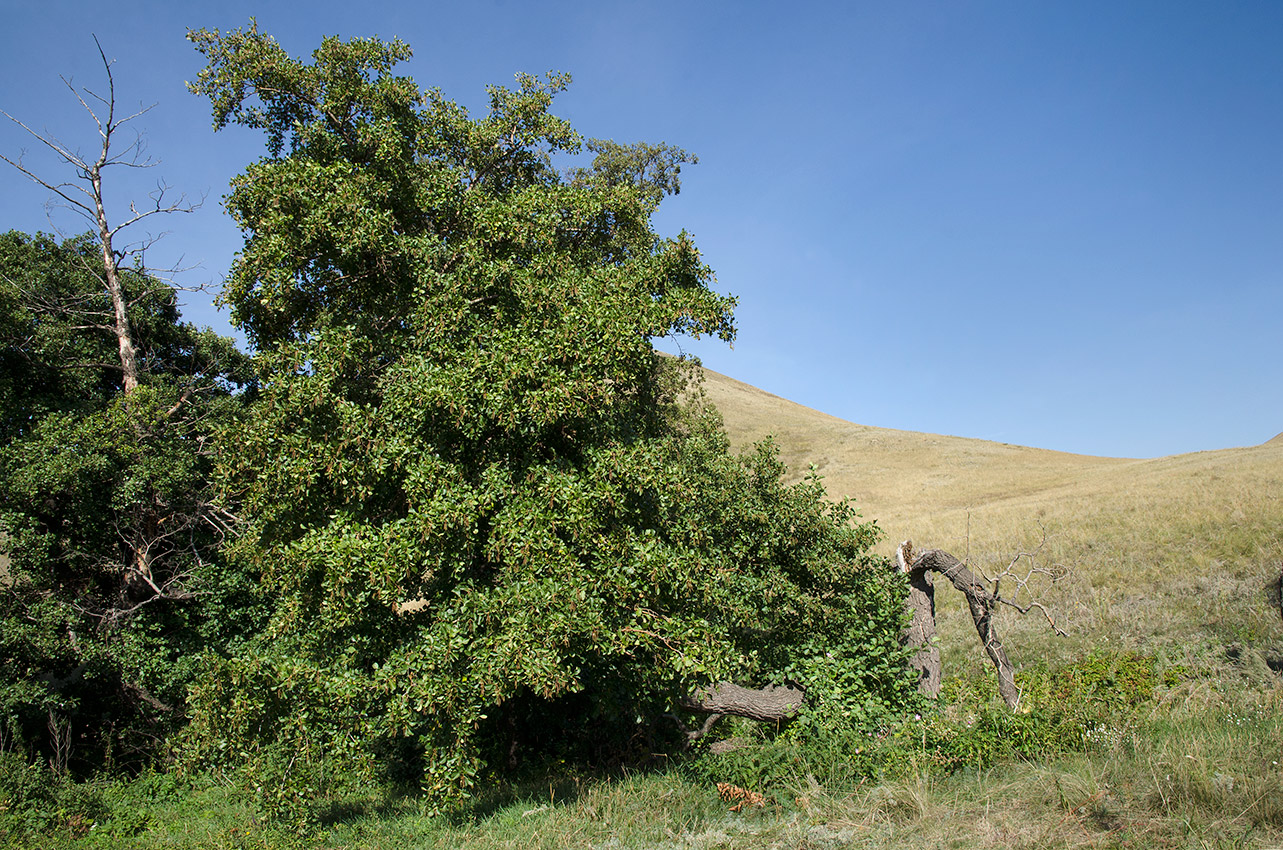 Долгие горы, image of landscape/habitat.