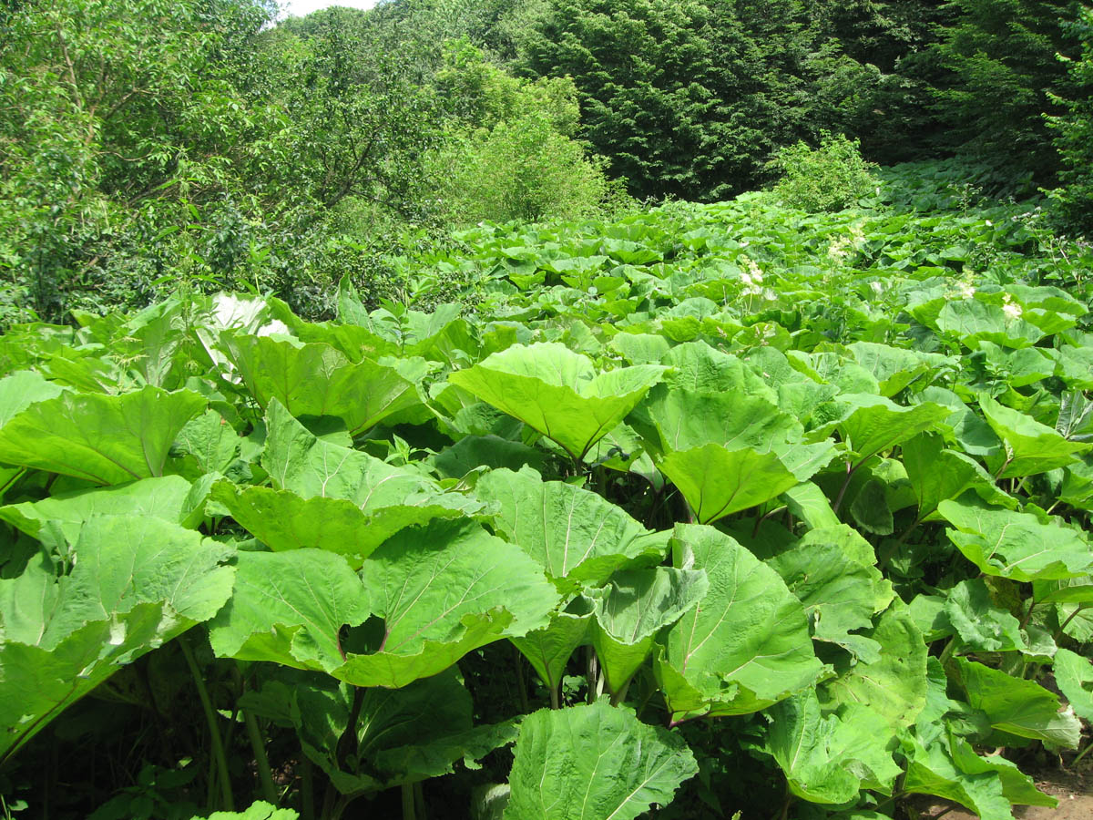 Река Бурульча (верховья), image of landscape/habitat.