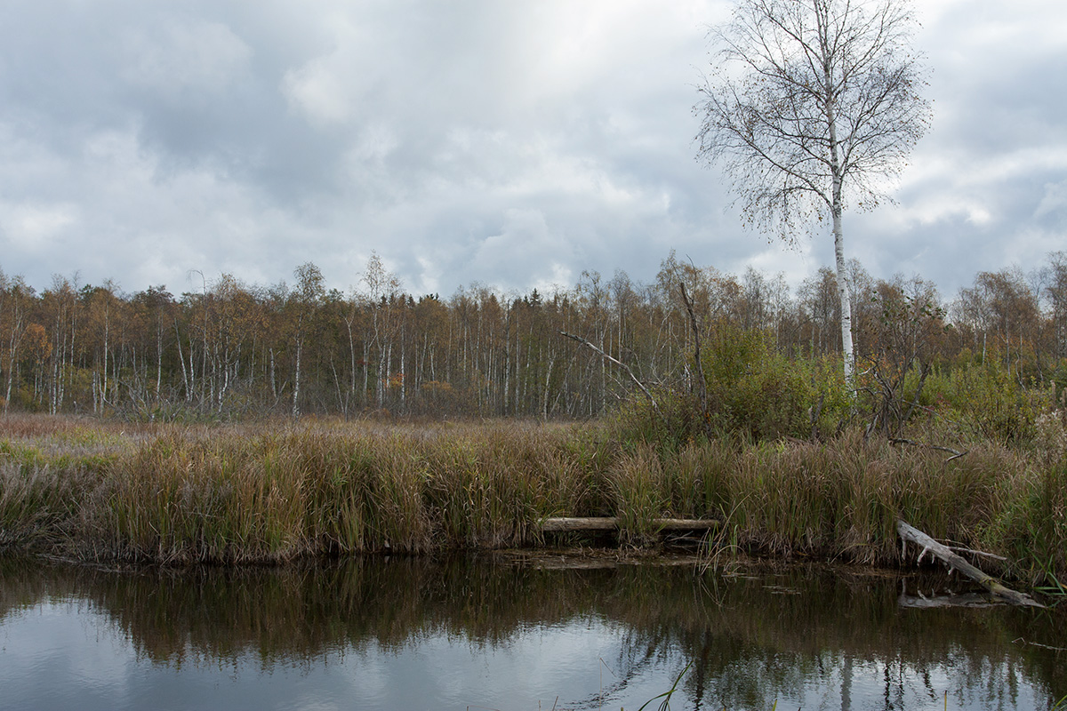 Верховья Оредежа, image of landscape/habitat.