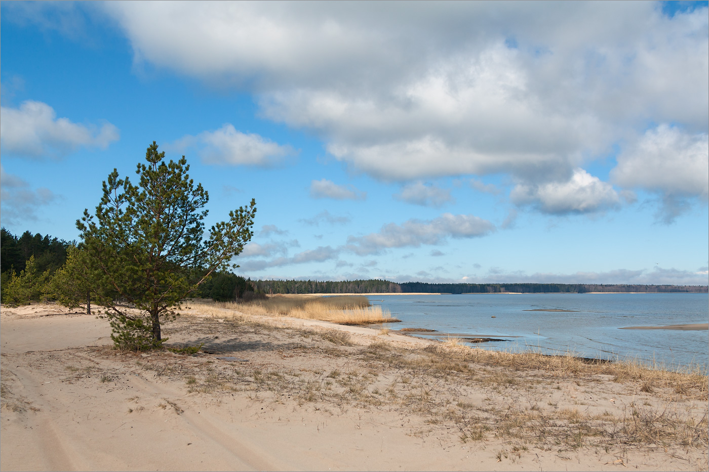 Окрестности деревни Выбье, image of landscape/habitat.