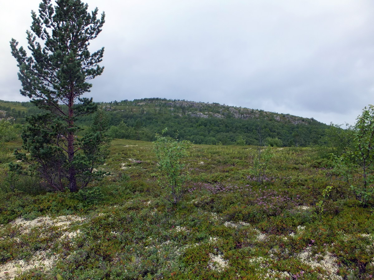 Окрестности посёлка Росляково, image of landscape/habitat.