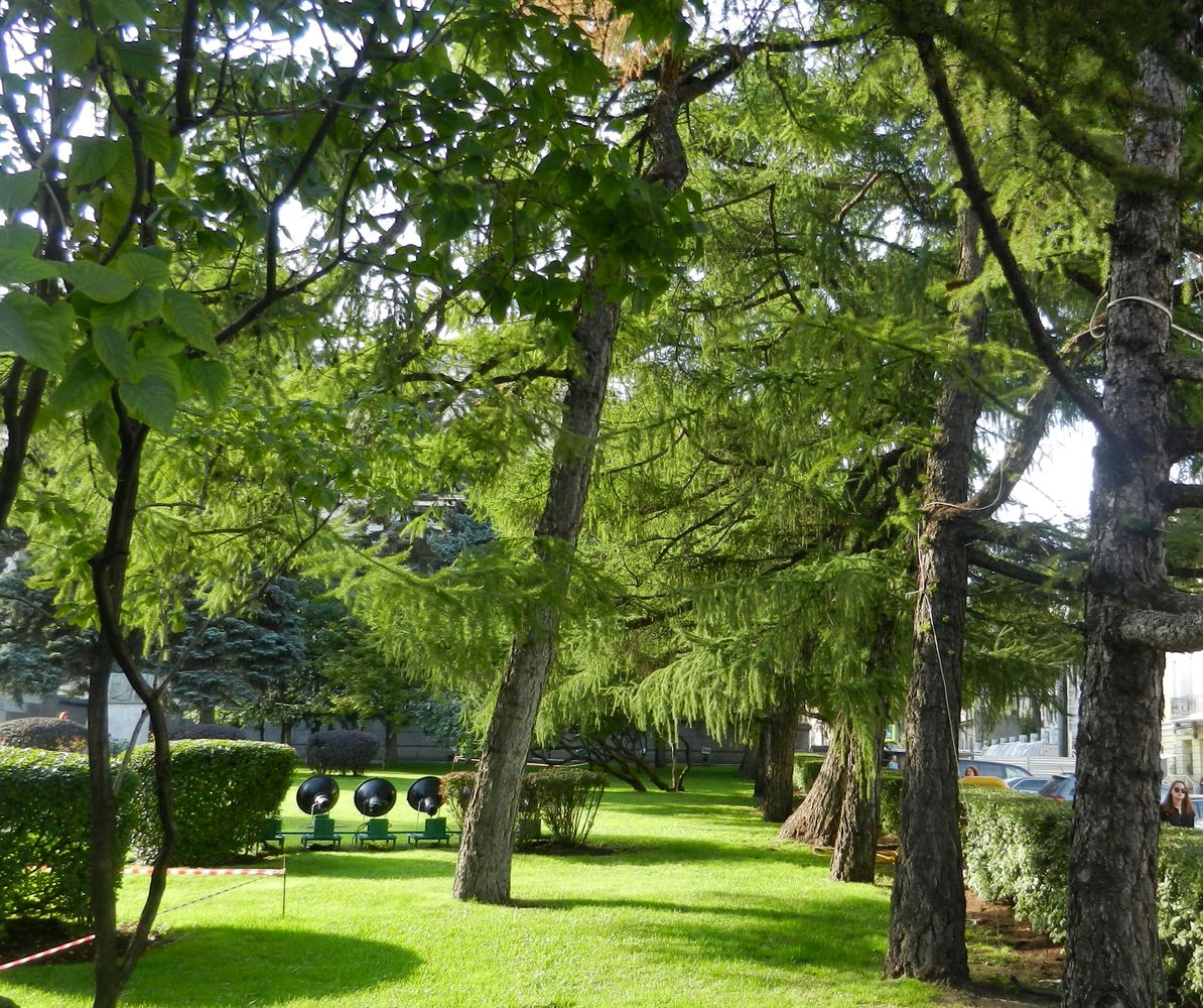 Хамовники, image of landscape/habitat.
