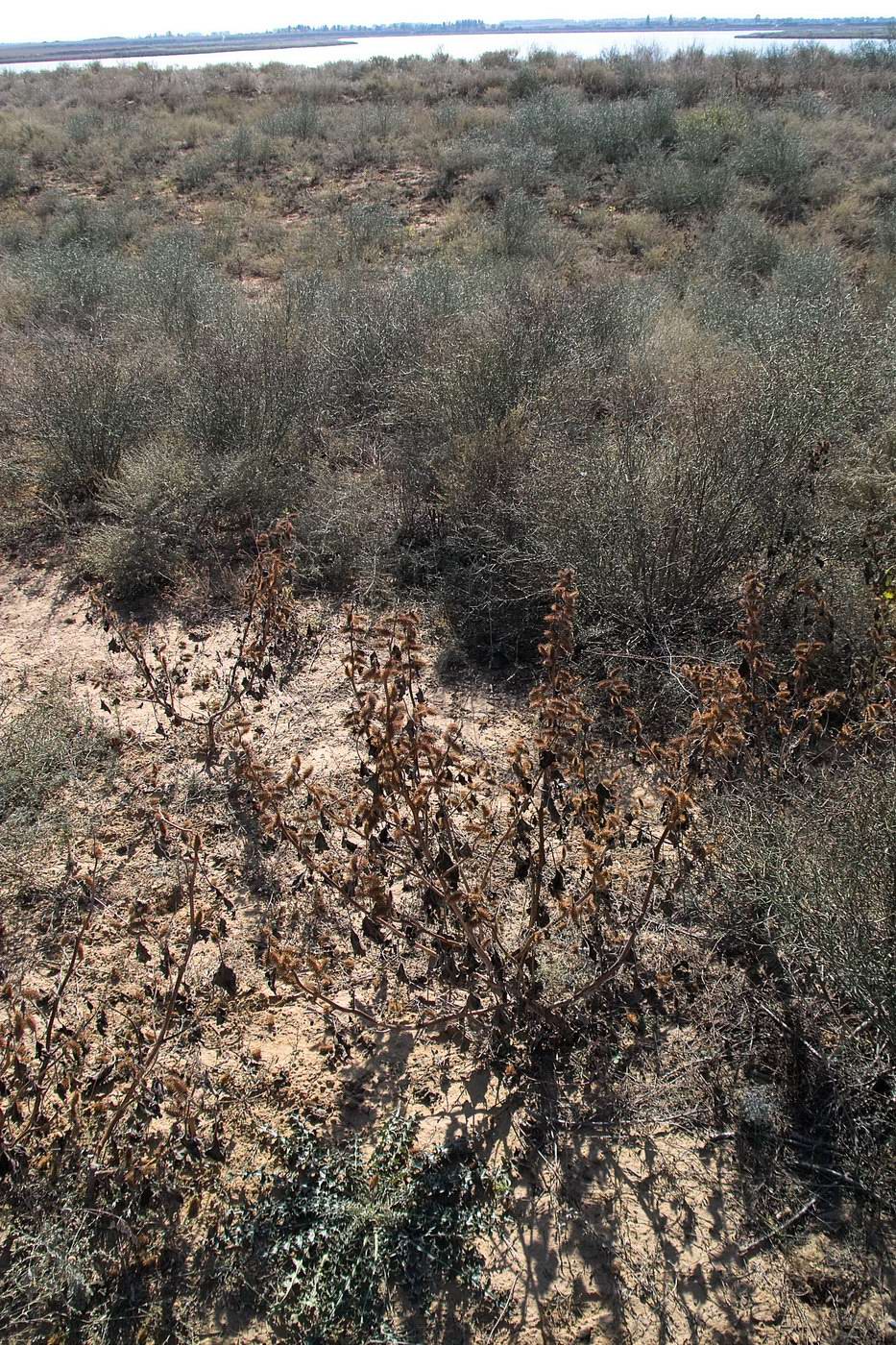 Карабулак, image of landscape/habitat.