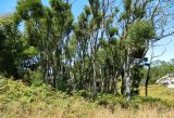 Острова Сиес, image of landscape/habitat.