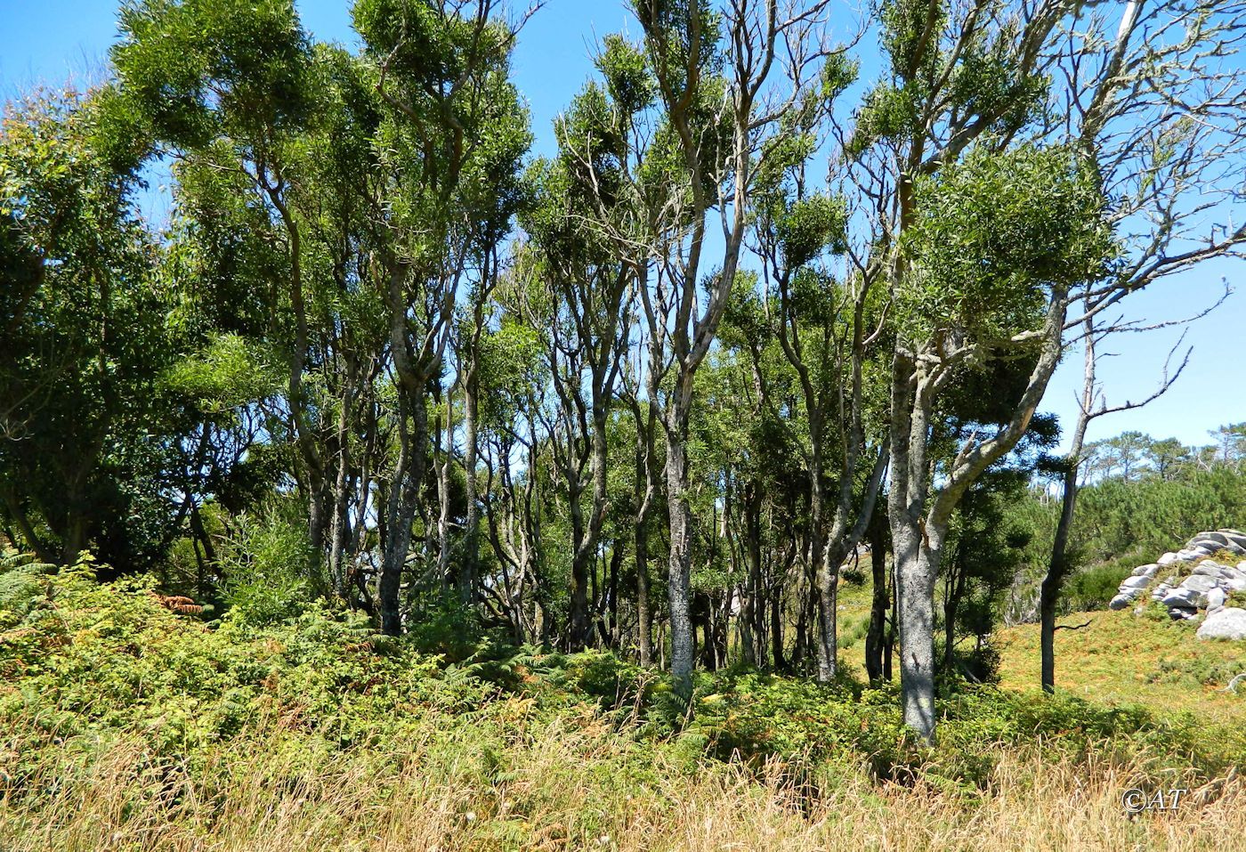 Острова Сиес, image of landscape/habitat.