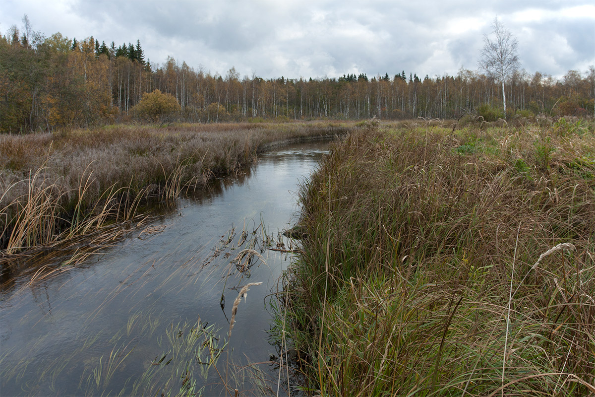 Верховья Оредежа, image of landscape/habitat.