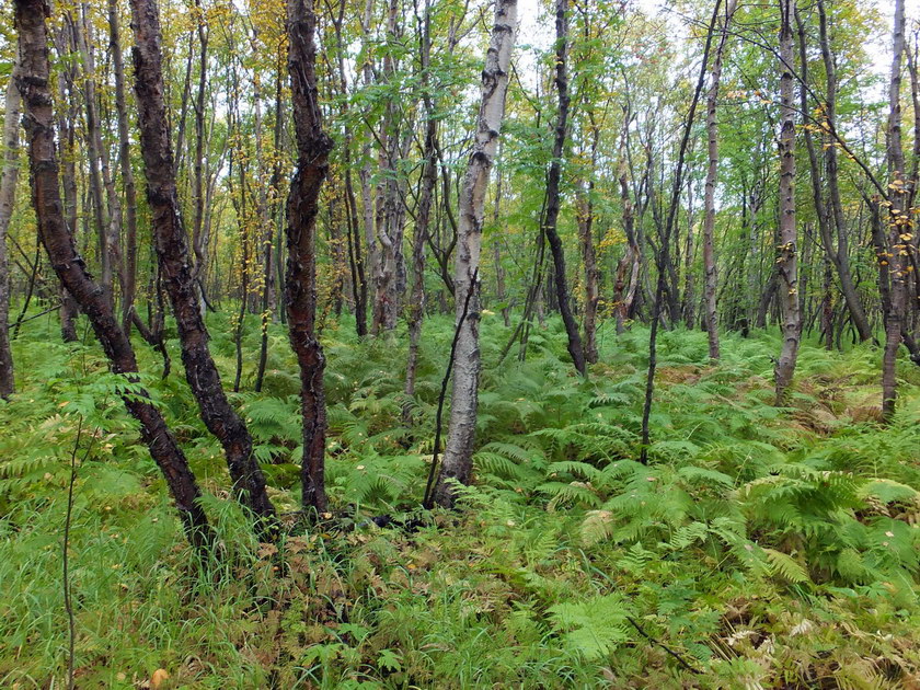 Окрестности посёлка Росляково, image of landscape/habitat.