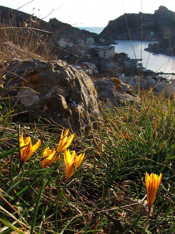 Балаклавские высоты, image of landscape/habitat.