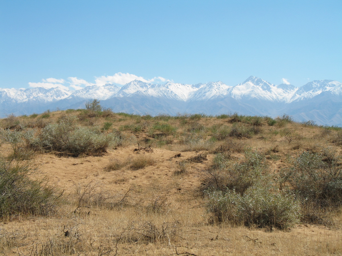 Акыртобе, image of landscape/habitat.