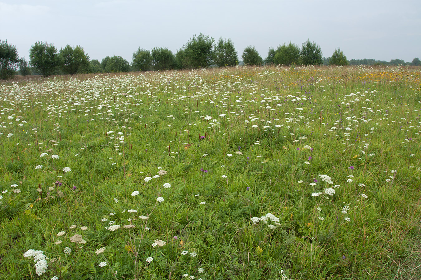 Окрестности Глядино, image of landscape/habitat.