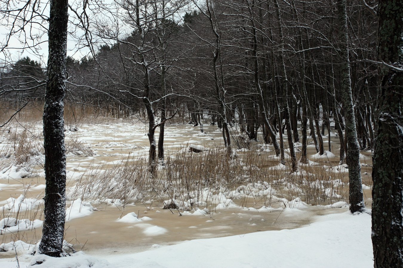 Большая Ижора, image of landscape/habitat.