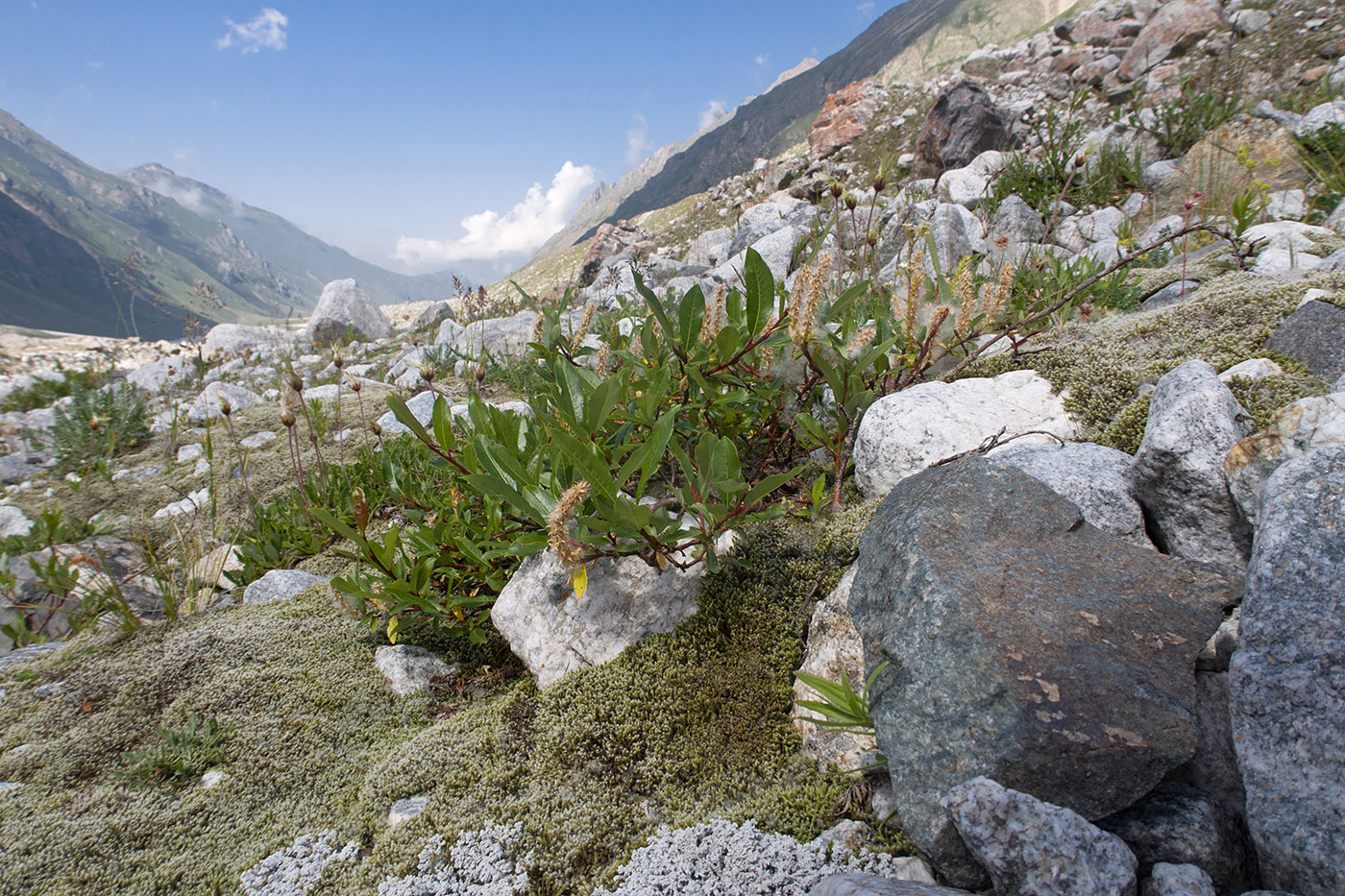 Ледник Нахашбита (Псыгансу), image of landscape/habitat.