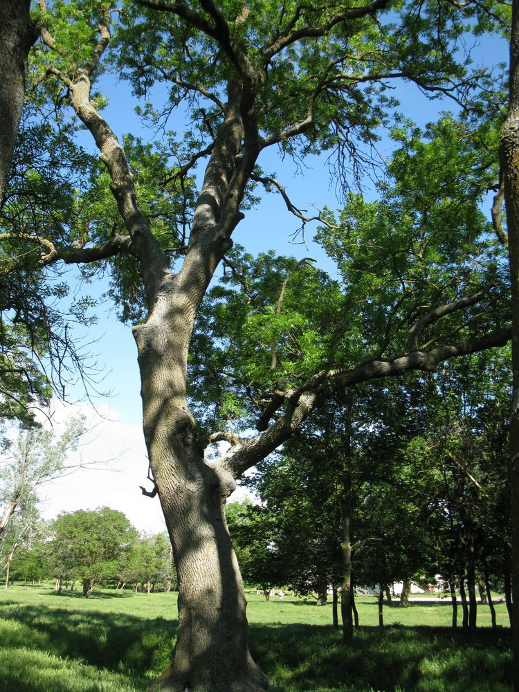 Черноморский (Воронцовский) парк, image of landscape/habitat.